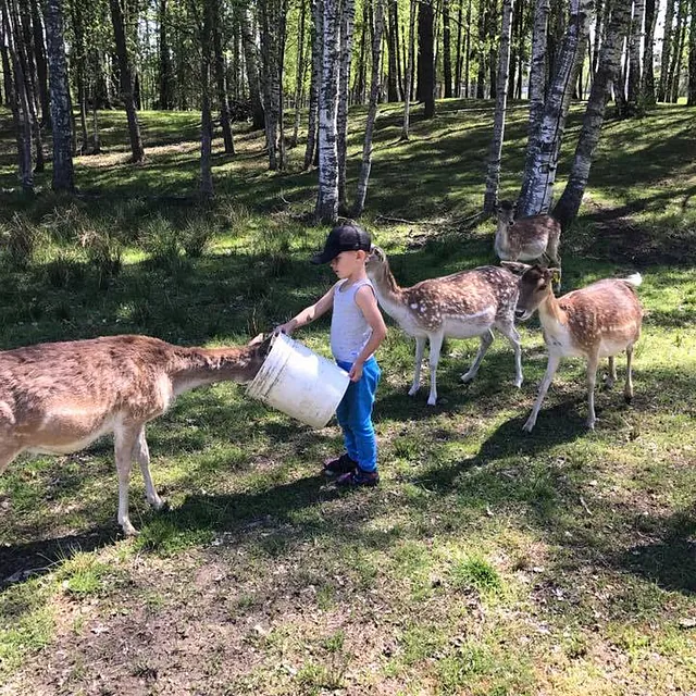 Safari parks More
