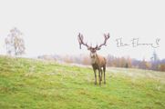 Safari parks More