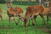 Safari parks More