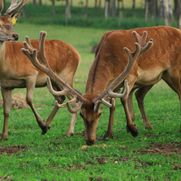 Safari parks More