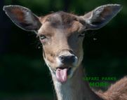 Safari parks More