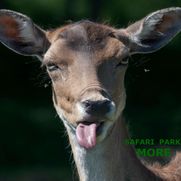 Safari parks More