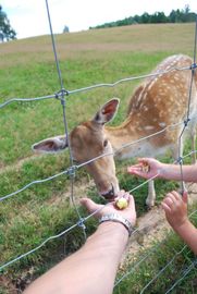 safari parks more