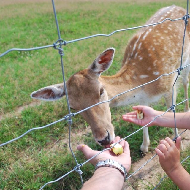 safari parks more