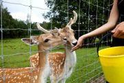 Safari parks More