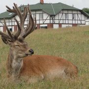 Safari parks More
