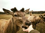 Safari parks More