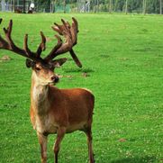 Safari parks More