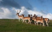 Safari parks More